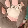 Mouse is registered to the contest to win money with this photo: cat, white_cat, plush_cushion, paw_shaped_cushion, indoor, pet, feline, cozy, soft_texture, relaxed, curious, animal, home, furniture, cushion, pink, gray, resting, cute, comfort