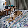 bed, blanket, blue_eyes, box, brown_dog, collar, comfort, curtains, dog, furniture, home, household_items, indoors, lamp, mirror, patterned_blanket, pet, relaxed, resting, table