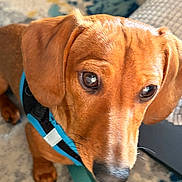 Willie is registered to the contest to win money with this photo: dog, puppy, brown_dog, dachshund, pet, animal, canine, harness, leash, rug, carpet, couch, indoor, living_room, portrait, close_up, shiny_coat, floppy_ears, looking_at_camera, sunlight