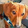 dog, puppy, brown_dog, dachshund, pet, animal, canine, harness, leash, rug, carpet, couch, indoor, living_room, portrait, close_up, shiny_coat, floppy_ears, looking_at_camera, sunlight