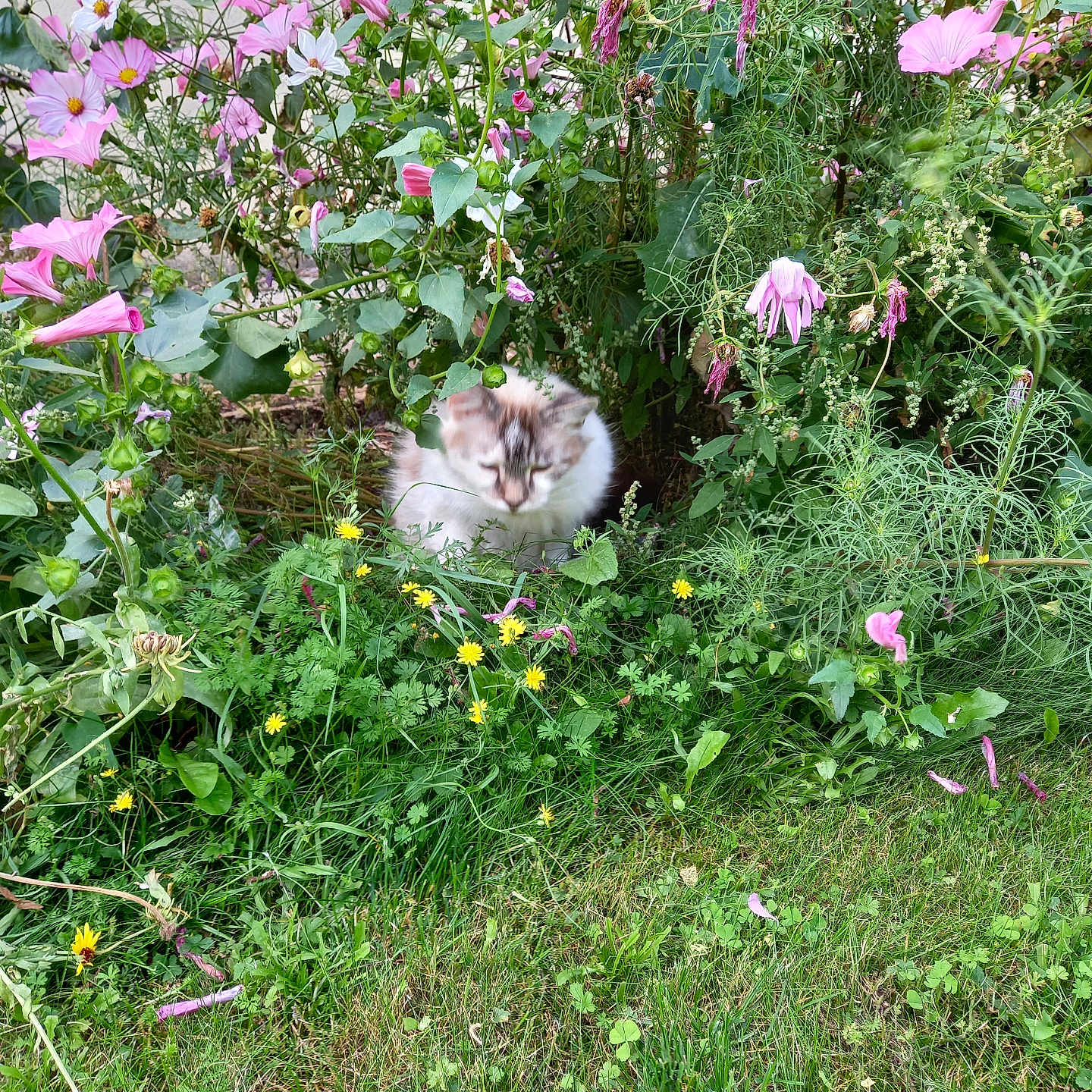Romeo a rejoint le concours — aidez-le/la à gagner de superbes lots ! anemone, animal, cat, daisy, flower, garden, geranium, grass, herbal, herbs, kitten, leaf, nature, outdoors, pet, petal, plant, purple, vegetation, yard