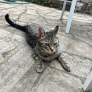 Yuki a rejoint le concours — aidez-le/la à gagner de superbes lots ! cat, tabby, outdoor, patio, stone_floor, animal, pet, relaxed, green_eyes, garden, hose, chair_leg, paws, fur, whiskers, nature, daylight, gray, texture, resting