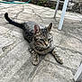 cat, tabby, outdoor, patio, stone_floor, animal, pet, relaxed, green_eyes, garden, hose, chair_leg, paws, fur, whiskers, nature, daylight, gray, texture, resting