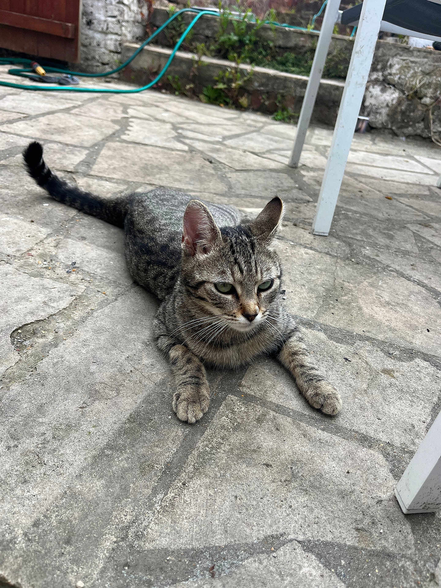 Yuki a rejoint le concours — aidez-le/la à gagner de superbes lots ! cat, tabby, outdoor, patio, stone_floor, animal, pet, relaxed, green_eyes, garden, hose, chair_leg, paws, fur, whiskers, nature, daylight, gray, texture, resting
