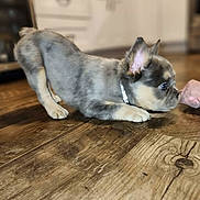 Nala joined the competition — help win amazing prizes! puppy, dog, small_dog, french_bulldog, indoor, wooden_floor, kitchen, cabinets, collar, pet, playing, curious, sniffing, paws, ear, profile, hardwood, home, cute, toy