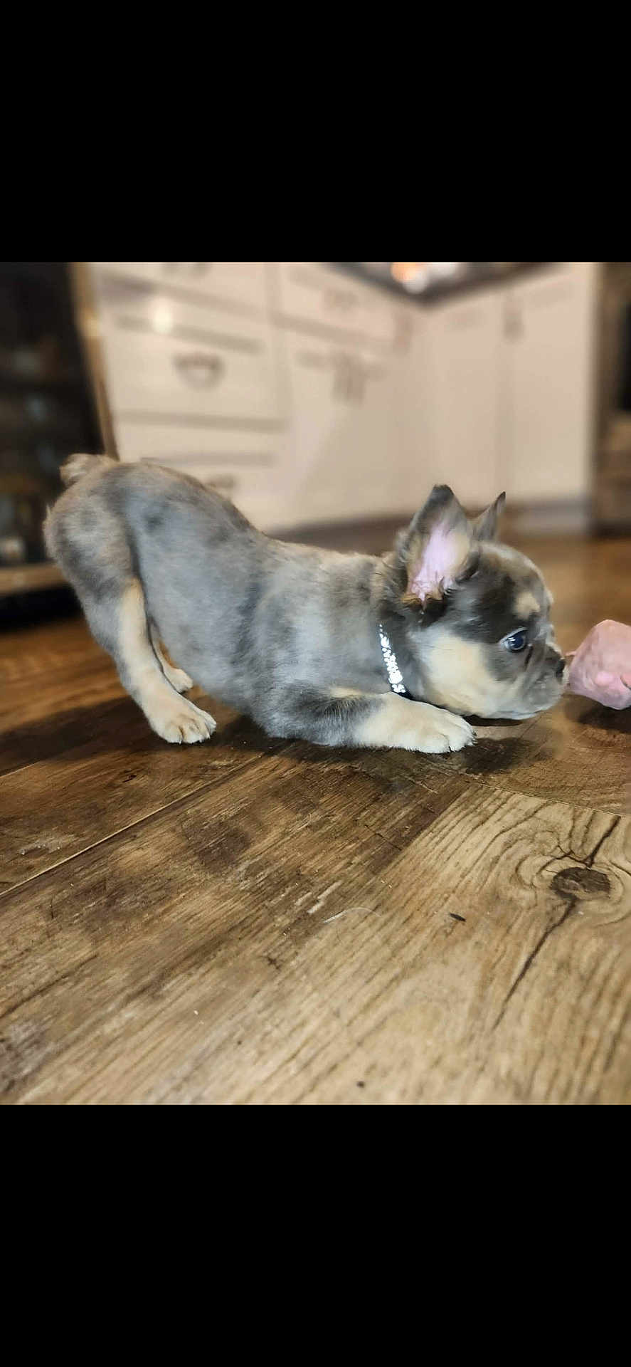 Nala joined the competition — help win amazing prizes! puppy, dog, small_dog, french_bulldog, indoor, wooden_floor, kitchen, cabinets, collar, pet, playing, curious, sniffing, paws, ear, profile, hardwood, home, cute, toy