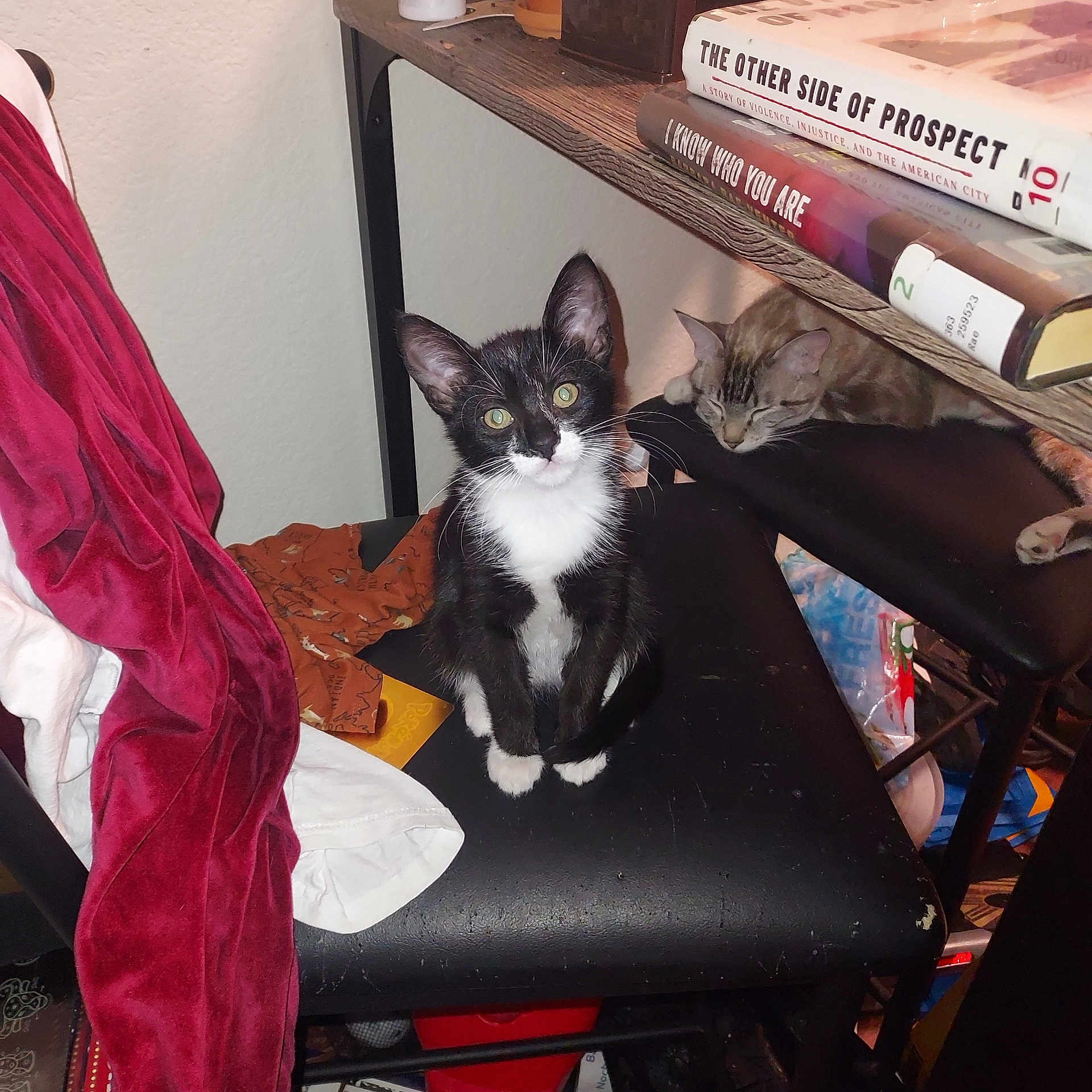 Gigi is registered to the contest to win money with this photo: kitten, cat, animal, black_and_white_cat, tabby_cat, chair, indoor, furniture, books, shelf, sleeping_cat, curious_cat, pet, household, cozy, clothing, blanket, resting, young_animal, domestic
