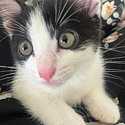 Stich participe au concours pour gagner de l'argent avec cette photo : abyssinian, angora, animal, cat, kitten, manx, pet, siamese