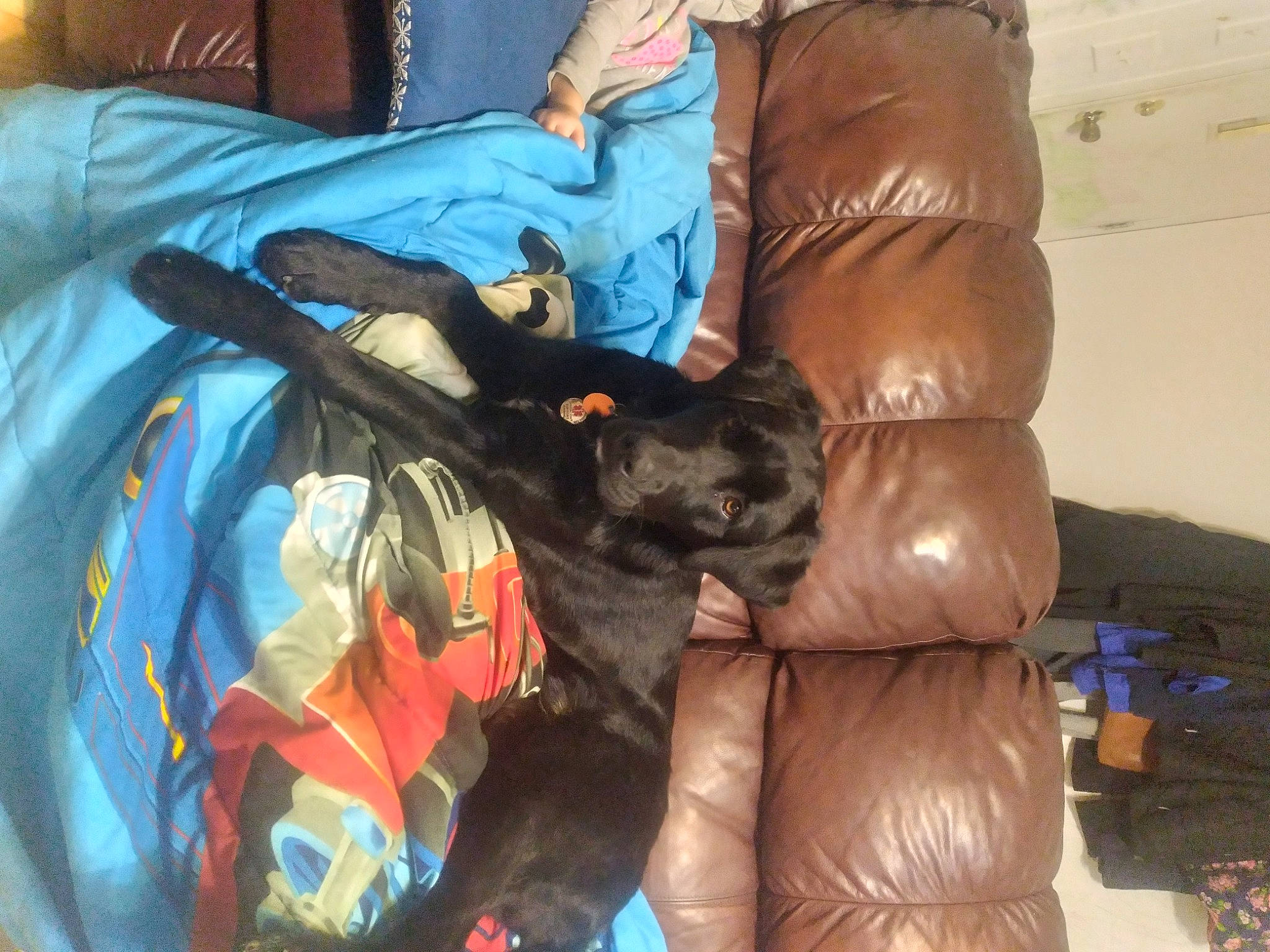 Chunk is registered to the contest to win money with this photo: bag, baggage, bean_bag, brown, canidae, carnivore, comfort, companion_dog, couch, dog, dog_breed, electric_blue, felidae, fur, liver, living_room, luggage_and_bags, room, sporting_group, textile