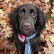 Winnie is registered to the contest to win money with this photo: dog, brown_dog, puppy, wide_eyes, bow_tie, leash, autumn_leaves, fall, outdoor, nature, cute, pet, animal, close_up, portrait, fur, sitting, background, leaf_litter, seasonal