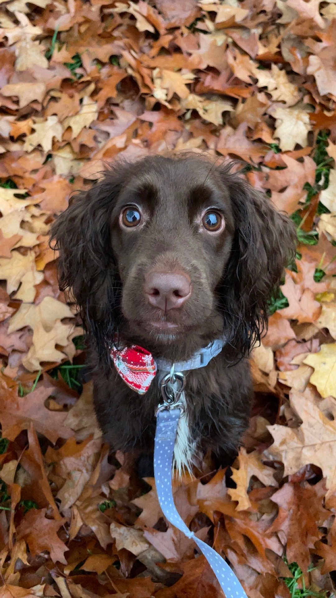 Winnie is registered to the contest to win money with this photo: dog, brown_dog, puppy, wide_eyes, bow_tie, leash, autumn_leaves, fall, outdoor, nature, cute, pet, animal, close_up, portrait, fur, sitting, background, leaf_litter, seasonal
