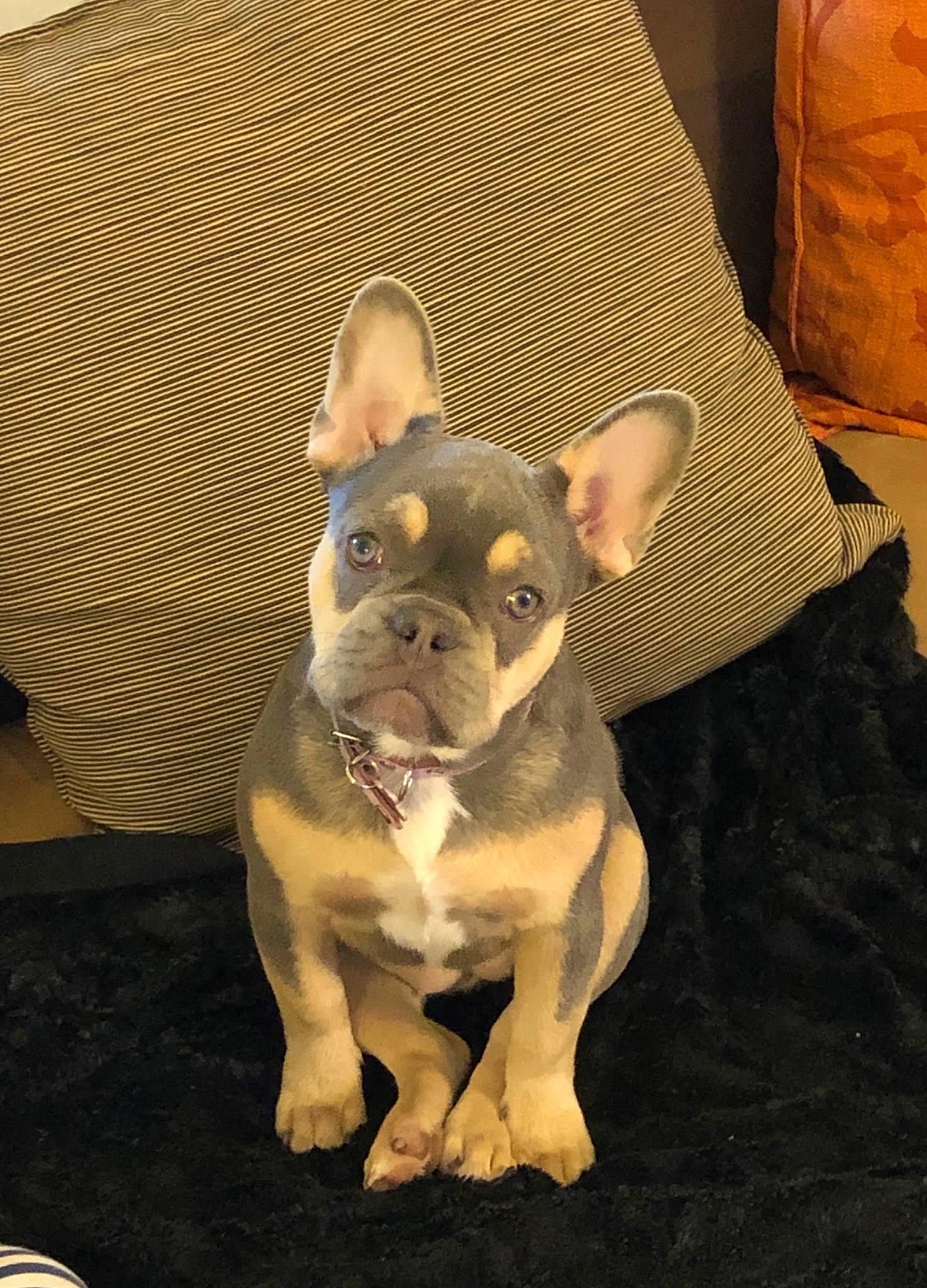Lila a rejoint le concours — aidez-le/la à gagner de superbes lots ! bulldog, canidae, carnivore, companion_dog, dog, dog_breed, fawn, french_bulldog, mammal, non_sporting_group, paw, puppy, snout, toy_bulldog, vertebrate, whiskers