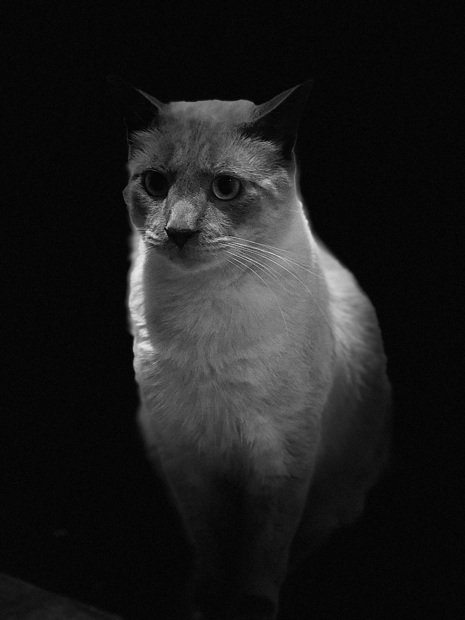 Gadjo a rejoint le concours — aidez-le/la à gagner de superbes lots ! asian, birman, black, black_and_white, carnivore, cat, darkness, eye, felidae, himalayan, monochrome, monochrome_photography, photography, ragdoll, siamese, small_to_medium_sized_cats, snout, tonkinese, whiskers, white