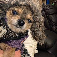 Pixie joined the competition — help win amazing prizes! affenpinscher, animal, canine, chair, cockerspaniel, couch, cushion, dog, face, furniture, head, homedecor, papillon, person, pet, photography, poodle, portrait, puppy, terrier