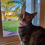 Stella is registered to the contest to win money with this photo: animal, cat, curious, daylight, ears, face, feline, garden, green_grass, house, indoor, orange_collar, outdoor, palm_tree, pet, soft_blanket, suburban, tabby, whiskers, window