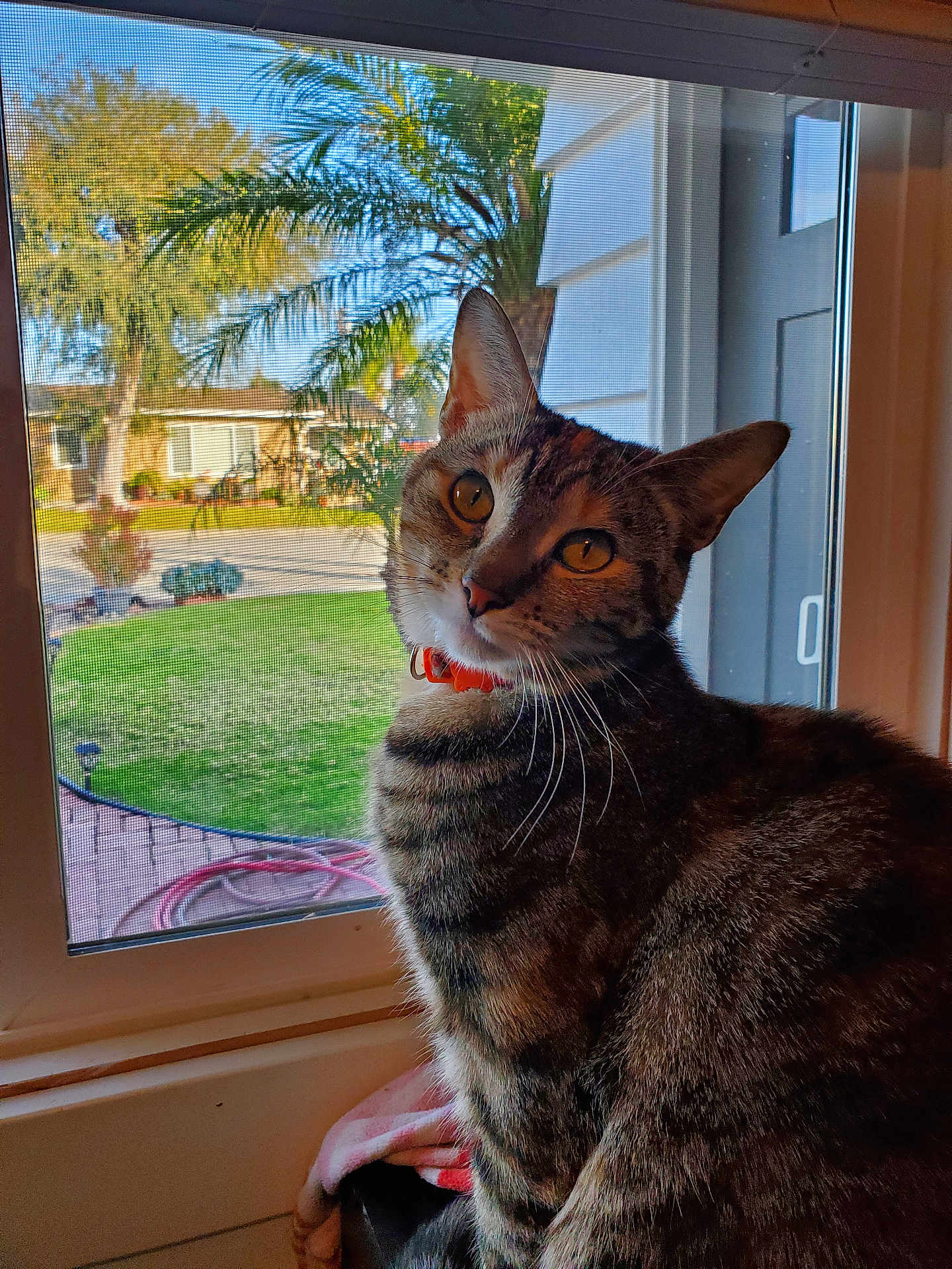 Stella