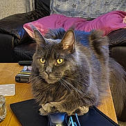 Misty Blue joined the competition — help win amazing prizes! animal, black_leather_couch, cat, close_up, cozy, cushions, domestic_cat, furniture, glasses, gray_cat, household, indoor, living_room, mouse, mousepad, pet, resting, table, wooden_table, yellow_eyes