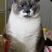 Ellie is registered to the contest to win money with this photo: animal, bed, blanket, blue_eyes, cat, closeup, domestic, door, door_handle, fluffy, furniture, grey_fur, household, indoor, paper_bag, pet, portrait, sitting, striped_blanket, white_fur