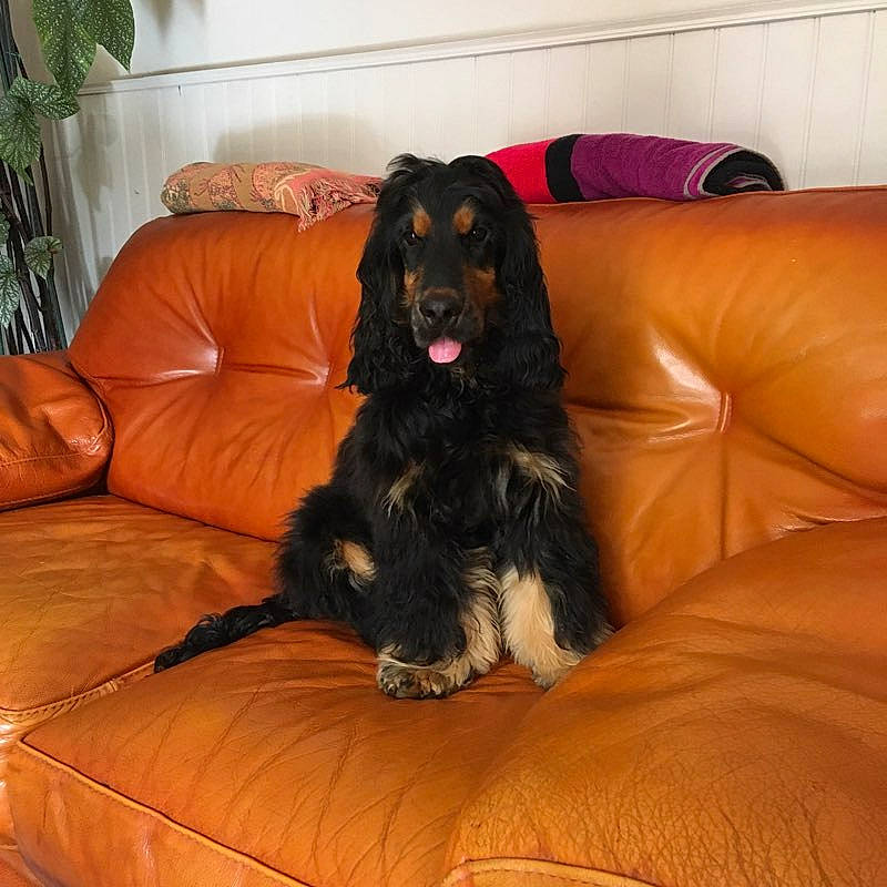Moon a rejoint le concours — aidez-le/la à gagner de superbes lots ! canidae, carnivore, comfort, companion_dog, couch, dog, dog_breed, flooring, fur, furniture, guard_dog, hardwood, houseplant, living_room, long_hair, plant, room, sporting_group, studio_couch, working_animal