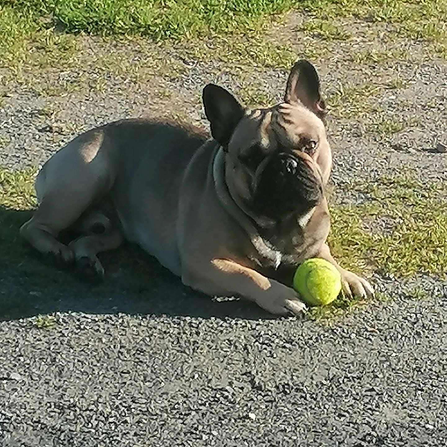 Claudio a rejoint le concours — aidez-le/la à gagner de superbes lots ! animal, canine, companion, cute, dog, french_bulldog, grass, gravel, nature, outdoor, paw, pet, pet_toy, playing, relaxed, resting, summer, sunlight, sunny, tennis_ball