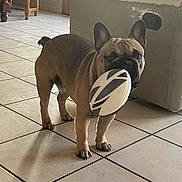 Clodio participe au concours pour gagner de l'argent avec cette photo : dog, french_bulldog, pet, toy, ball, frisbee, tiled_floor, couch, furniture, indoor, shadow, ear, paw, muzzle, living_room, playful, brown_fur, ceramic_tile, door, wooden_table