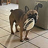 ball, brown_fur, ceramic_tile, couch, dog, door, ear, french_bulldog, frisbee, furniture, indoor, living_room, muzzle, paw, pet, playful, shadow, tiled_floor, toy, wooden_table