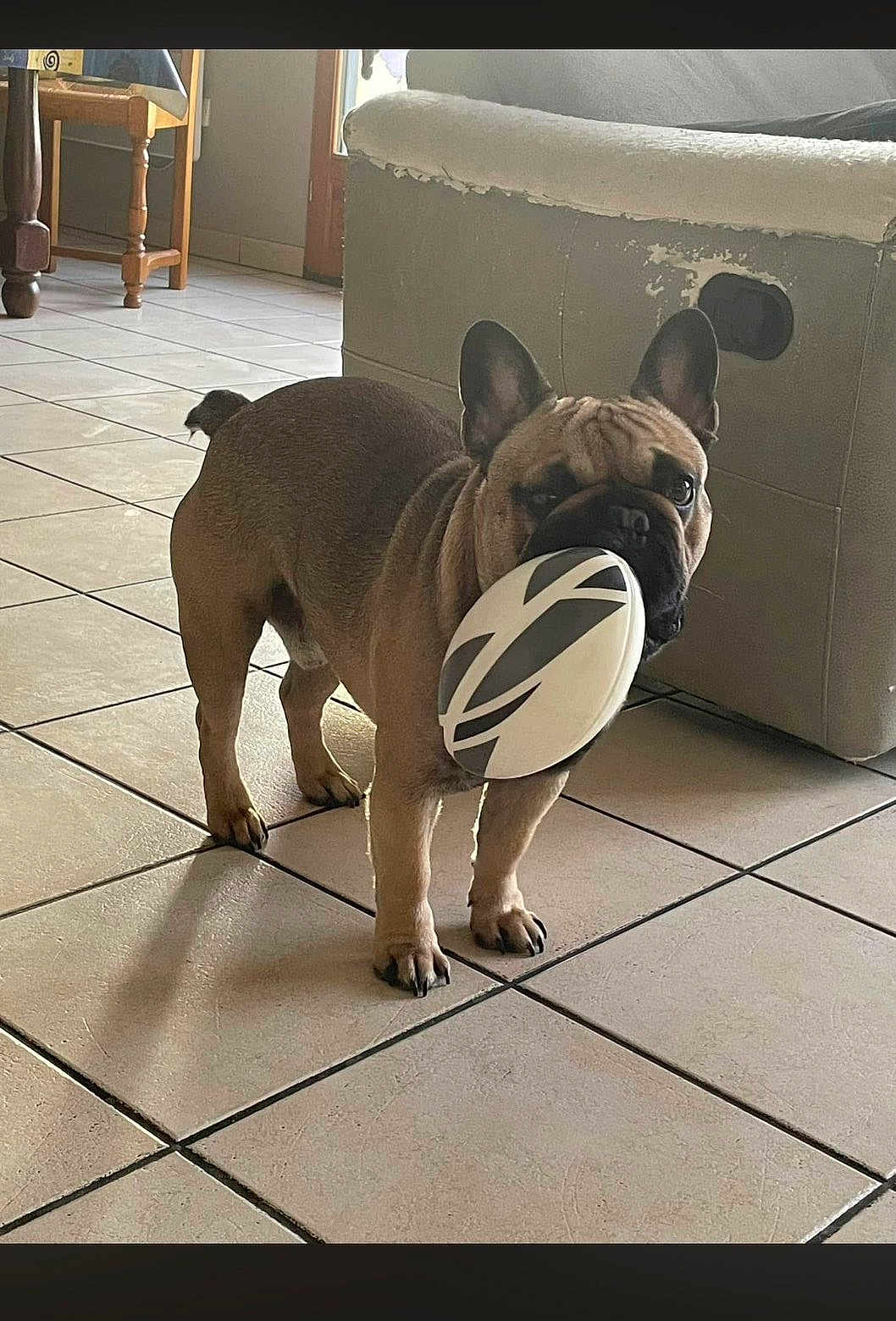 Clodio participe au concours pour gagner de l'argent avec cette photo : dog, french_bulldog, pet, toy, ball, frisbee, tiled_floor, couch, furniture, indoor, shadow, ear, paw, muzzle, living_room, playful, brown_fur, ceramic_tile, door, wooden_table