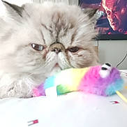 Honey joined the competition — help win amazing prizes! cat, fluffy, toy_mouse, colorful, bed, indoor, television, person_on_tv, closeup, face, pet, fur, animal, resting, home, feline, expression, background, soft, cute
