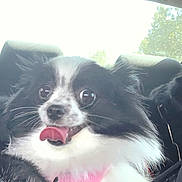 Molly joined the competition — help win amazing prizes! dog, puppy, black_and_white, pink_harness, tongue_out, happy, sitting, car, vehicle, pet, animal, fluffy, long_hair, portrait, close_up, indoors, daylight, window, seat, cute
