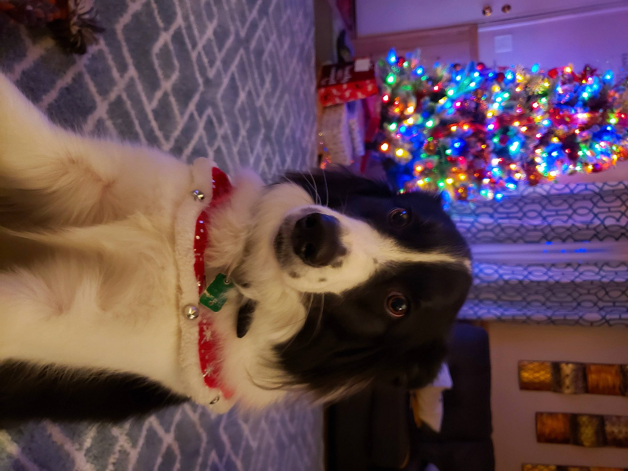 Loki joined the competition — help win amazing prizes! canidae, carnivore, christmas_decoration, christmas_eve, christmas_lights, collar, companion_dog, dog, dog_breed, dog_collar, dog_supply, fur, holiday, home, interior_design, ornament, pet_supply, snout, sporting_group, working_animal