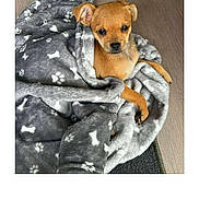 Princesse participe au concours pour gagner de l'argent avec cette photo : puppy, dog, blanket, gray, cozy, cute, small_dog, floor, wooden_floor, pet, animal, wrapped, resting, looking, ears, fur, indoor, comfort, snug, young_dog