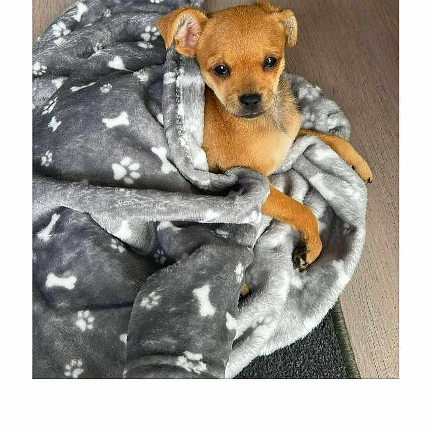Princesse participe au concours pour gagner de l'argent avec cette photo : animal, blanket, comfort, cozy, cute, dog, ears, floor, fur, gray, indoor, looking, pet, puppy, resting, small_dog, snug, wooden_floor, wrapped, young_dog