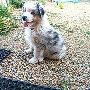 Vayko a rejoint le concours — aidez-le/la à gagner de superbes lots ! animal, backyard, canine, dog, grass, gravel, nature, outdoors, path, pebble, pet, plant, pottedplant, puppy, road, rock, slate, soil, summer, yard