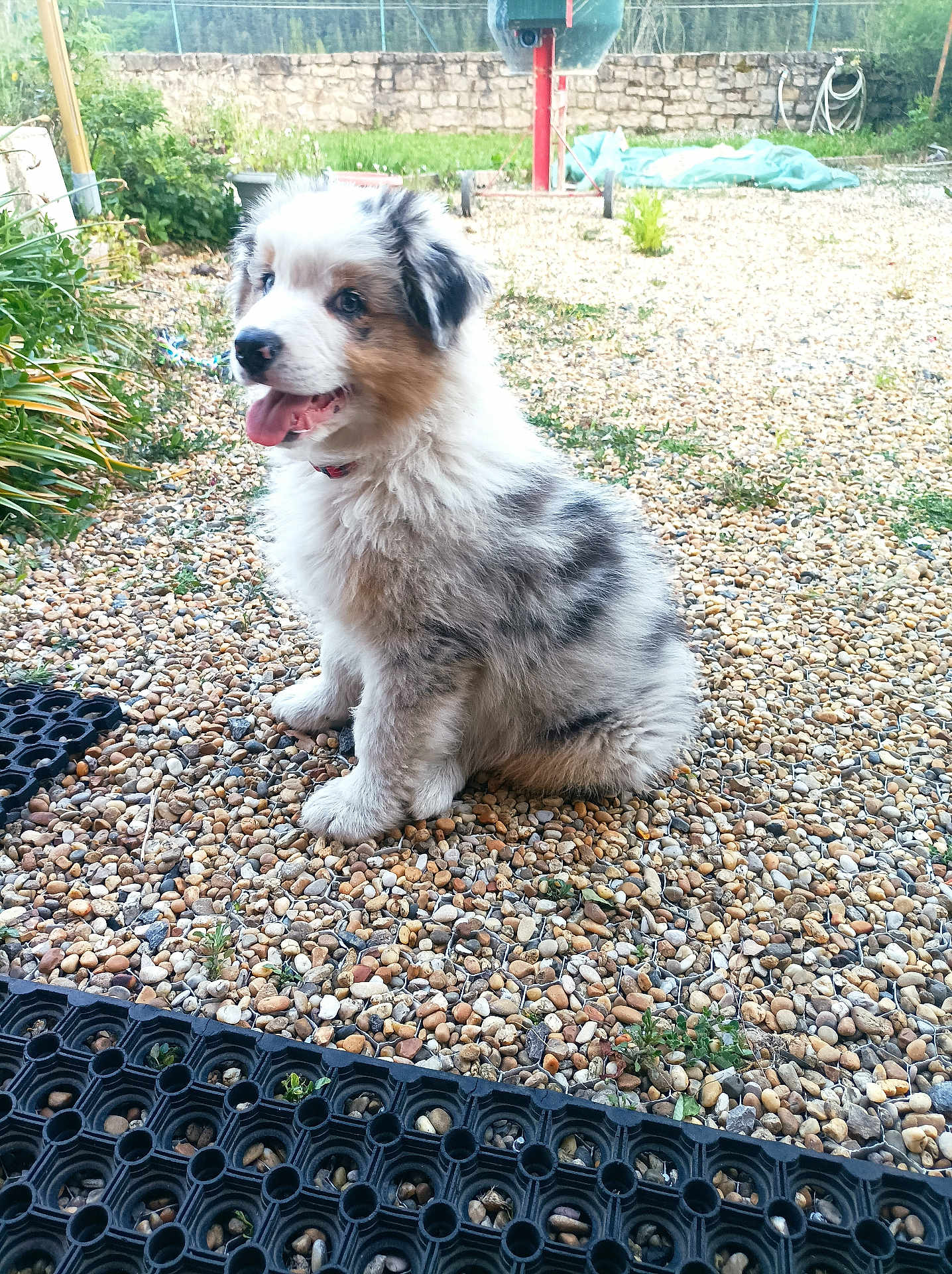 Vayko a rejoint le concours — aidez-le/la à gagner de superbes lots ! animal, backyard, canine, dog, grass, gravel, nature, outdoors, path, pebble, pet, plant, pottedplant, puppy, road, rock, slate, soil, summer, yard