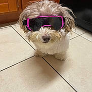 Maple joined the competition — help win amazing prizes! dog, small_dog, sunglasses, pink, black, fluffy, pet, indoor, tile_floor, kitchen, cute, animal, canine, fur, adorable, accessory, portrait, funny, wearing, eyewear