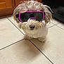 dog, small_dog, sunglasses, pink, black, fluffy, pet, indoor, tile_floor, kitchen, cute, animal, canine, fur, adorable, accessory, portrait, funny, wearing, eyewear