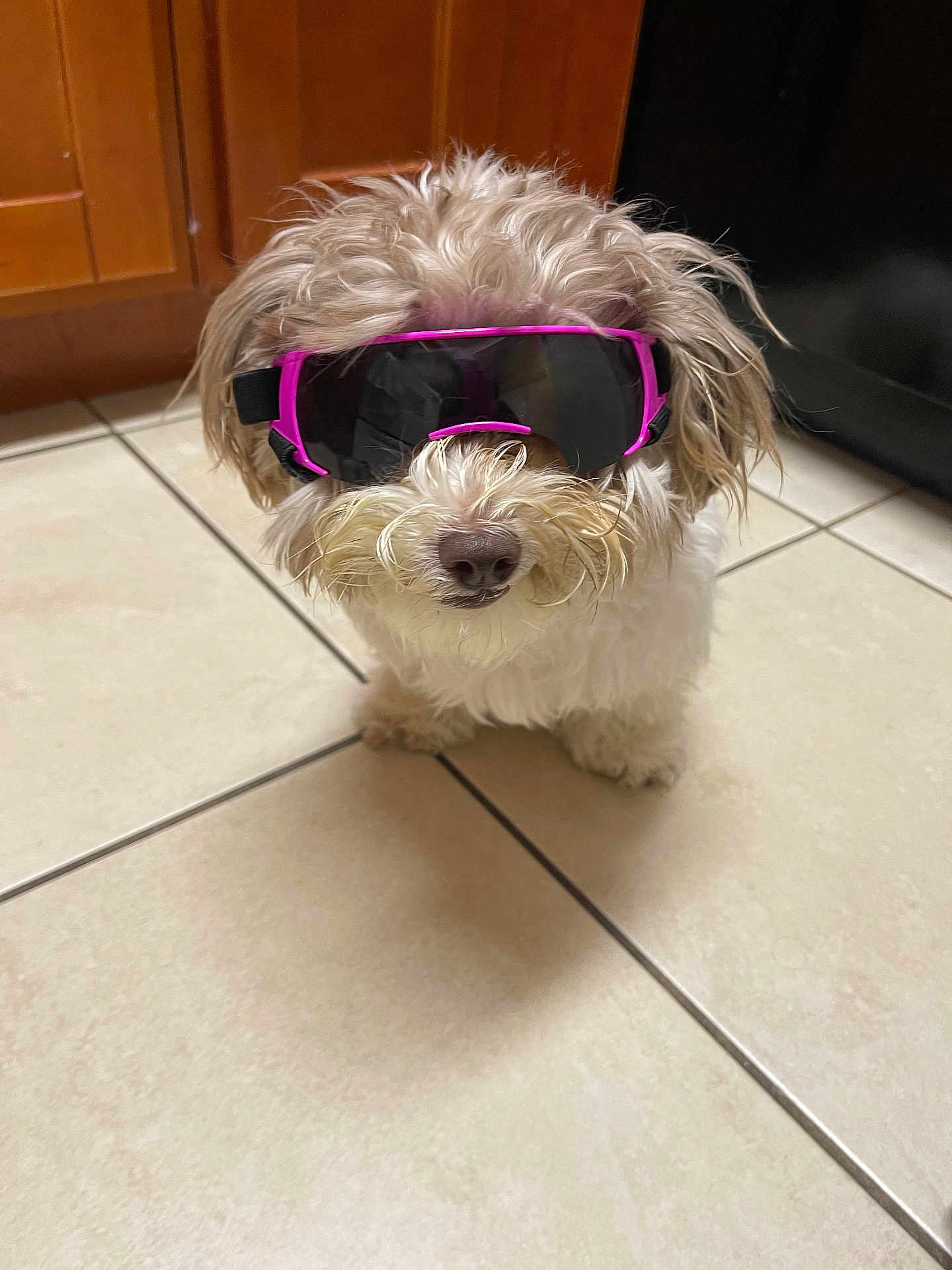 Maple joined the competition — help win amazing prizes! dog, small_dog, sunglasses, pink, black, fluffy, pet, indoor, tile_floor, kitchen, cute, animal, canine, fur, adorable, accessory, portrait, funny, wearing, eyewear