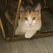 Marie is registered to the contest to win money with this photo: animal, black_fur, calico_cat, cat, curious, cute, ears, eyes, face, feline, indoors, looking_at_camera, metal_frame, orange_fur, paws, pet, portrait, whiskers, white_fur, wooden_floor