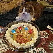 Prissy is registered to the contest to win money with this photo: cat, cookie_cake, balloons, icing, blanket, patterned_blanket, bed, furniture, indoor, cozy, brown_cat, white_cat, long_hair_cat, table, celebration, food, dessert, animal, resting, decor