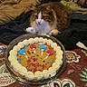 cat, cookie_cake, balloons, icing, blanket, patterned_blanket, bed, furniture, indoor, cozy, brown_cat, white_cat, long_hair_cat, table, celebration, food, dessert, animal, resting, decor