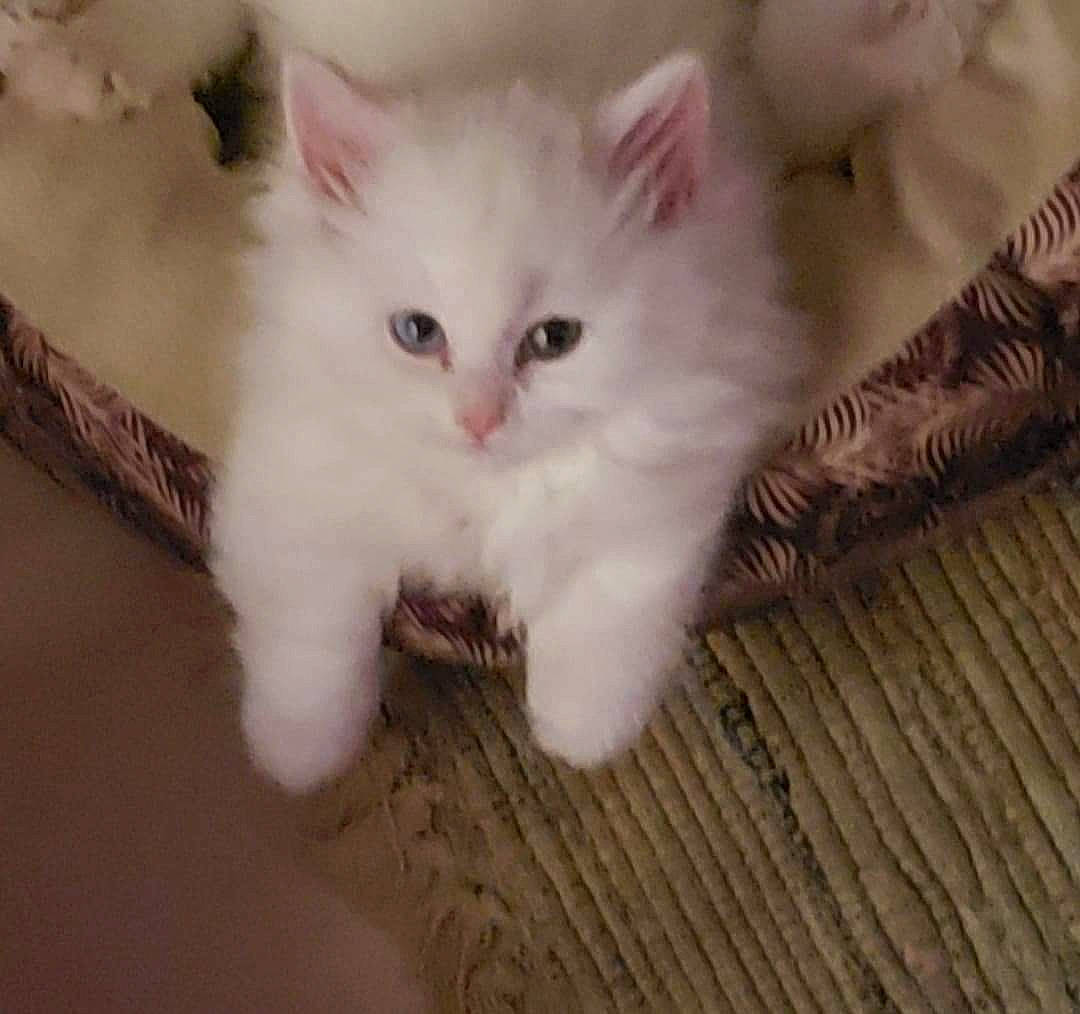 Juliette joined the competition — help win amazing prizes! carnivore, cat, claw, domestic_short_haired_cat, ear, fawn, felidae, flooring, fur, hardwood, paw, small_to_medium_sized_cats, snout, tail, whiskers, wood