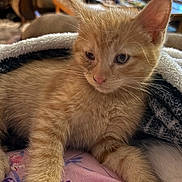 Pumpkin is registered to the contest to win money with this photo: cat, kitten, orange_cat, tabby, feline, pet, animal, fluffy, fur, whiskers, pink_nose, pointed_ears, eyes, sitting, blanket, cozy, indoors, close_up, portrait, cute
