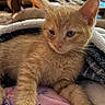 cat, kitten, orange_cat, tabby, feline, pet, animal, fluffy, fur, whiskers, pink_nose, pointed_ears, eyes, sitting, blanket, cozy, indoors, close_up, portrait, cute