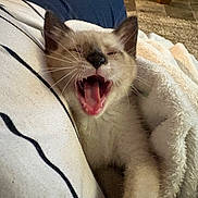 Lulu joined the competition — help win amazing prizes! cat, kitten, yawning, sleepy, cream_colored, blue_eyes, whiskers, open_mouth, pink_tongue, animal, pet, portrait, close_up, blanket, cozy, indoors, couch, home, soft_furnishings, funny