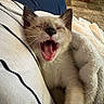 cat, kitten, yawning, sleepy, cream_colored, blue_eyes, whiskers, open_mouth, pink_tongue, animal, pet, portrait, close_up, blanket, cozy, indoors, couch, home, soft_furnishings, funny