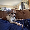 dog, puppy, brown_and_white, small_dog, sitting, lying_down, couch, blanket, blue_blanket, chew_bone, pet, collar, indoors, living_room, home, furniture, window, curtains, wall_art, portrait