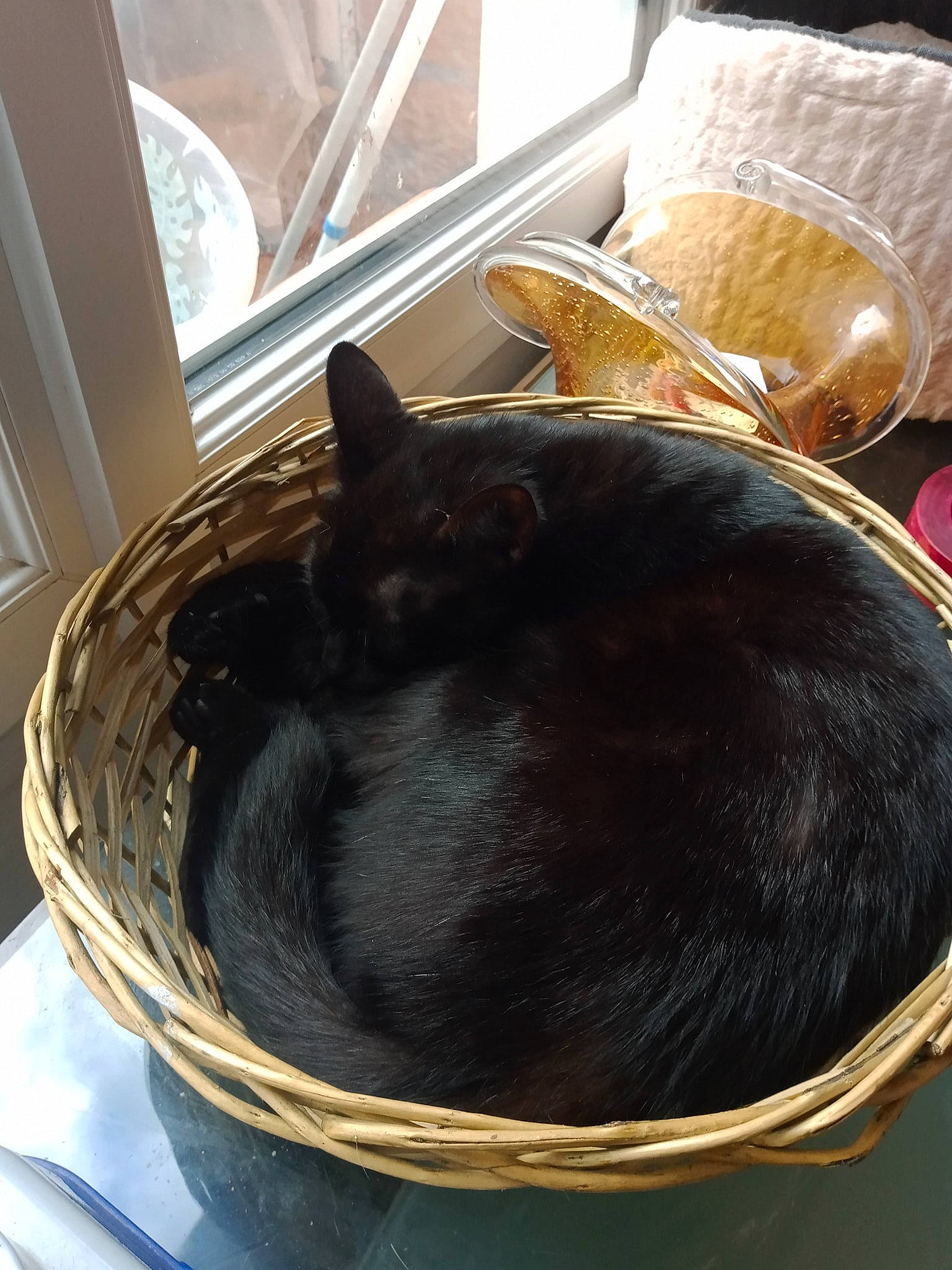 Nala Et Caramel participe au concours pour gagner de l'argent avec cette photo : basket, black_cat, canidae, carnivore, cat, cat_supply, comfort, companion_dog, dog_breed, fawn, felidae, fur, pet_supply, room, small_to_medium_sized_cats, snout, sporting_group, tail, whiskers, window