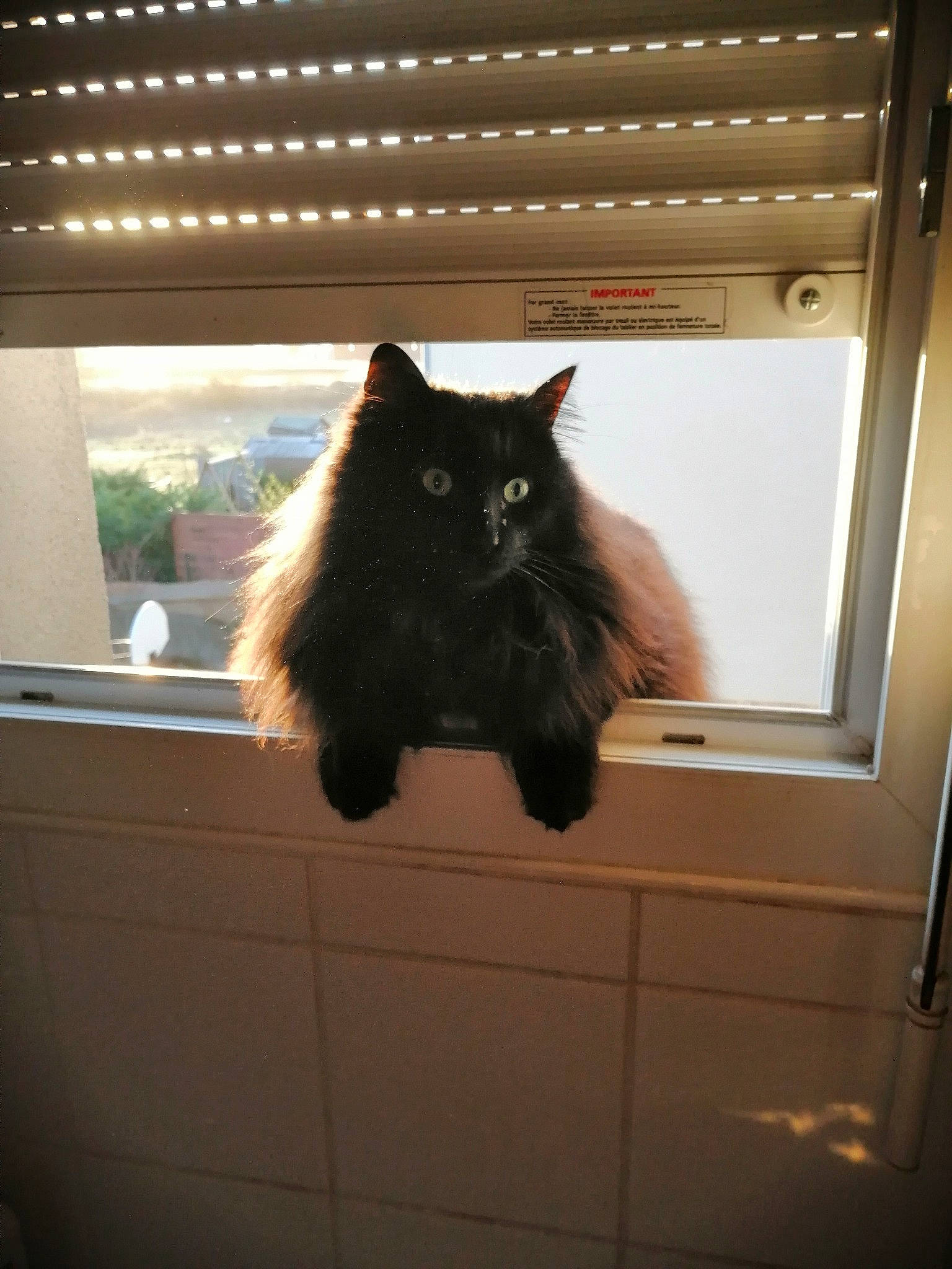 Hanoï a rejoint le concours — aidez-le/la à gagner de superbes lots ! black_cat, british_longhair, carnivore, cat, domestic_short_haired_cat, felidae, flooring, fur, grey, hardwood, room, shade, shadow, small_to_medium_sized_cats, snout, tail, tints_and_shades, whiskers, window, wood