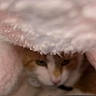 Caramel a rejoint le concours — aidez-le/la à gagner de superbes lots ! cat, blanket, pink, denim, feline, close_up, indoor, hidden, soft, cozy, pet, animal, fur, resting, warm, shy, cute, sleepy, comfort, fabric
