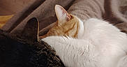 Caramel a rejoint le concours — aidez-le/la à gagner de superbes lots ! cat, feline, pets, snuggle, cozy, fur, blanket, resting, closeup, animal, domestic, cute, sleeping, companion, indoor, soft, friendship, warm, comfort, relax